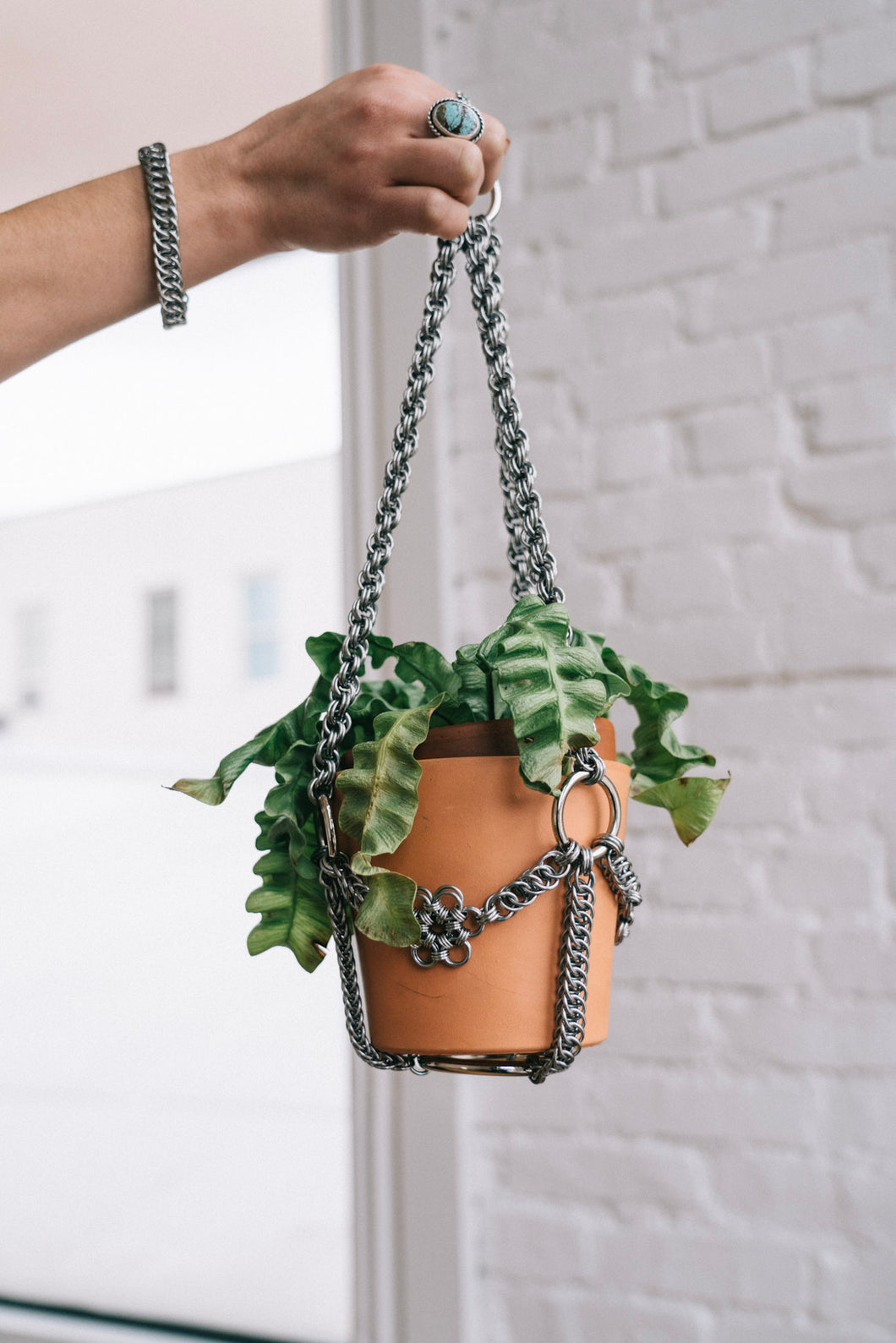 watch chain plant hanging Medusa | Dama de Malla